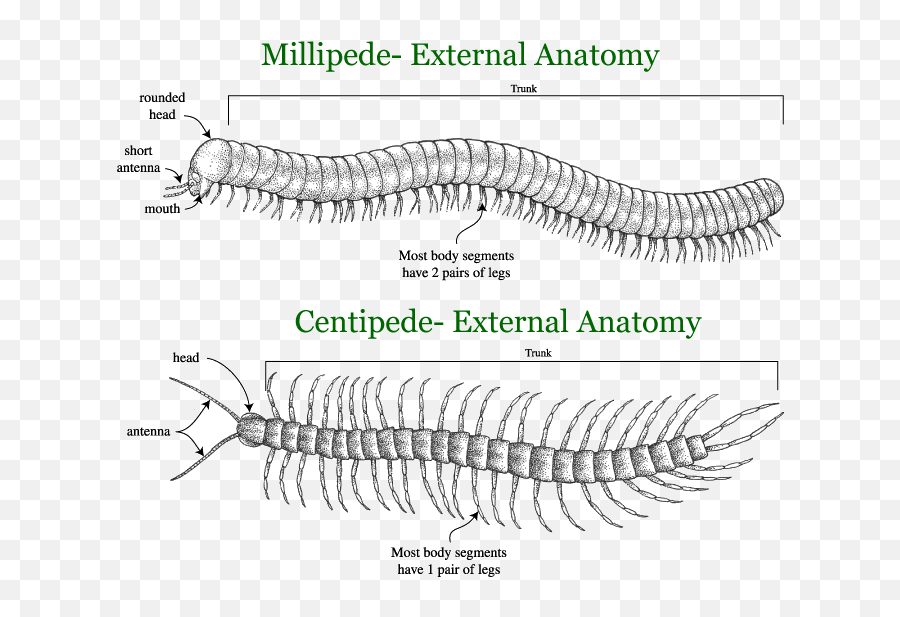 Millipede Centipede Png Image - Millipede Vs Centipede Legs,Centipede Png