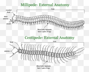 Millipede Centipede Png Image - Millipede Vs Centipede Legs,Centipede Png