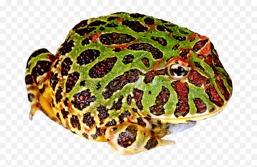 Frog And Toad Clipart 17 - 886 X 670 Webcomicmsnet South American Horned Frog Png,Toad Png