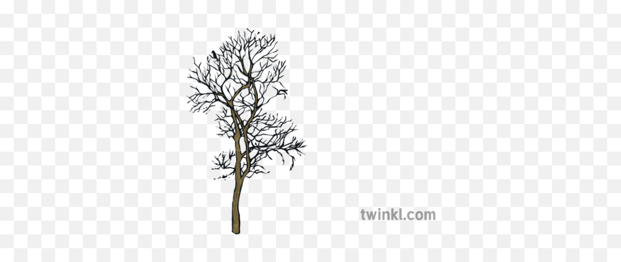 Dead Winter Autumn Tree Silhouette Ks2 Illustration - Twinkl Pond Pine Png,Oak Tree Silhouette Png