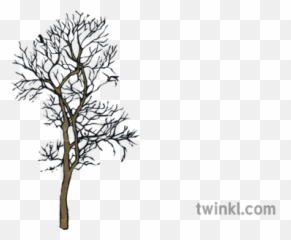 Dead Winter Autumn Tree Silhouette Ks2 Illustration - Twinkl Pond Pine png