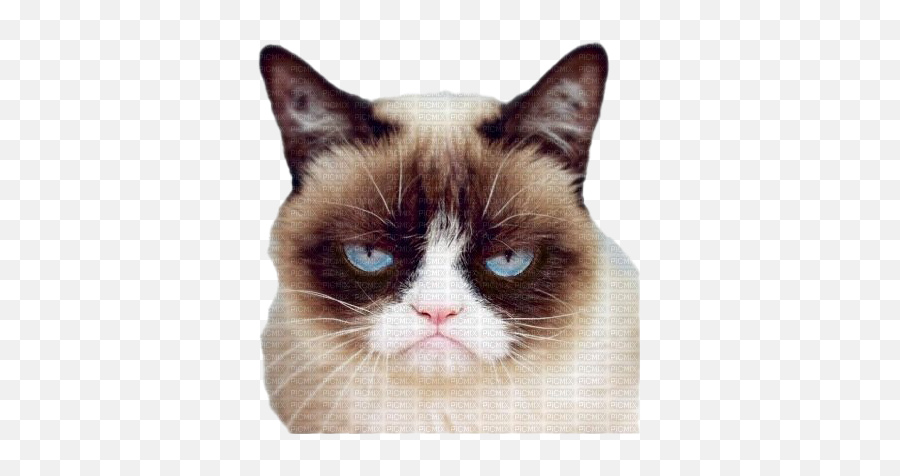 Grumpy Cat Face Png Pic - Ron Swanson Grumpy Cat,Grumpy Png