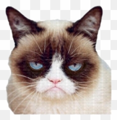 Grumpy Cat Face Png Pic - Ron Swanson Grumpy Cat,Grumpy Png