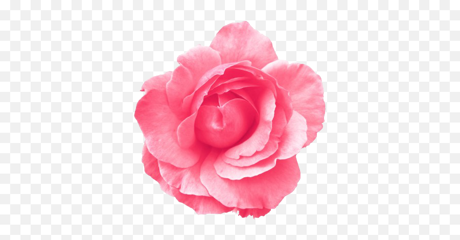 Roses Transparent Tumblr - Light Blue Flower Transparent Pink Single Flower Png,Roses Transparent Background
