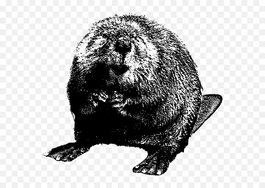 Png Clipart For Designing Projects Beaver