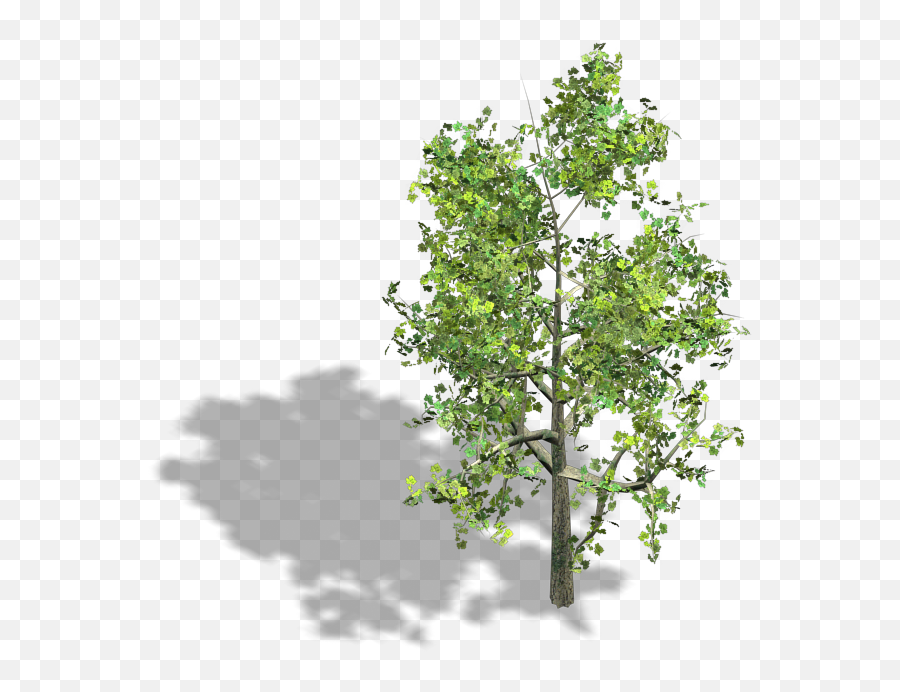 Game Art - Isometric Tree Png,Birch Tree Png