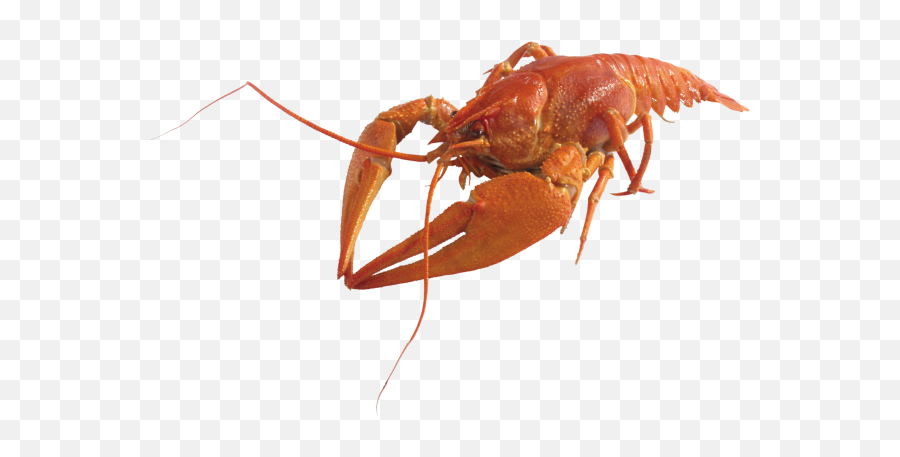 Lobster Png Free Download 6