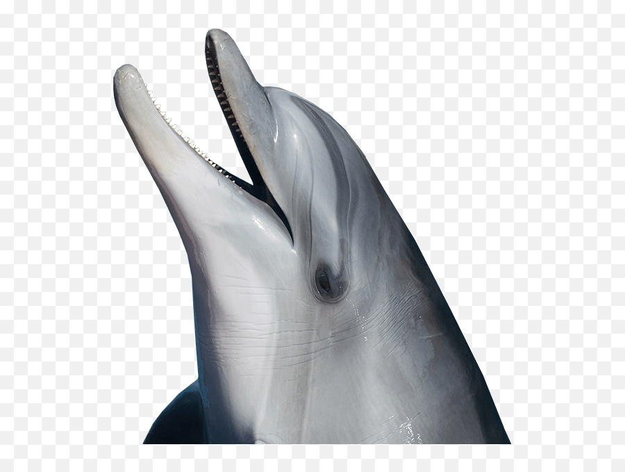 Dolphin Png - Common Bottlenose Dolphin,Dolphin Transparent Background