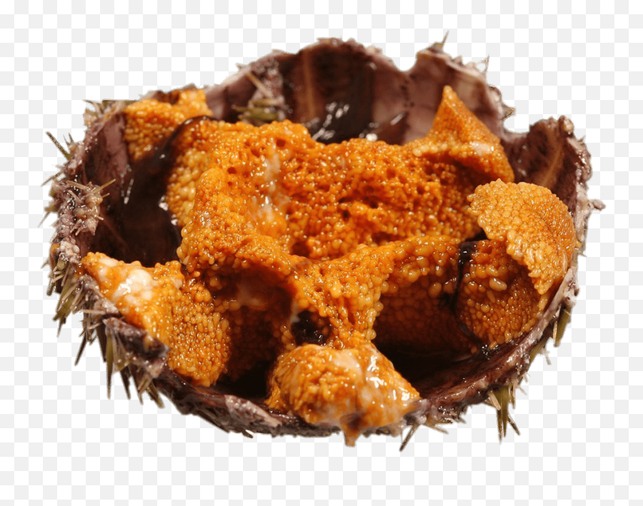 Insides Of Sea Urchin Transparent Png - Edible Sea Urchins Uk,Sea Urchin Png