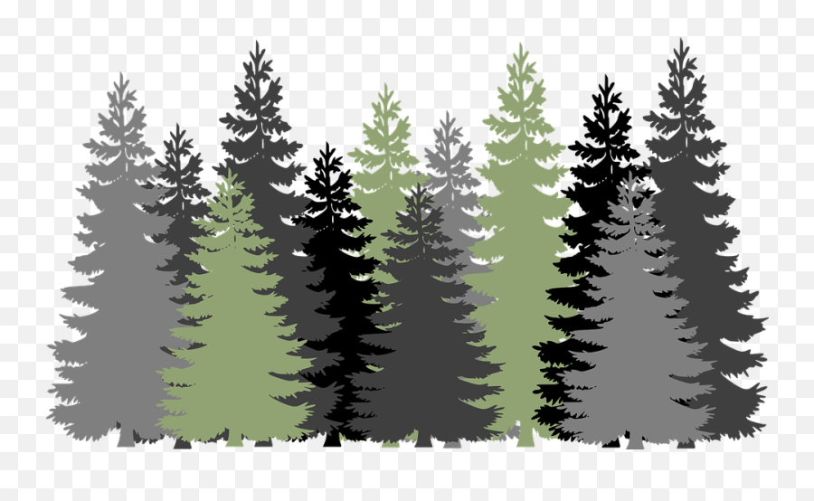 Forest Trees Evergreen - Transparent Forest Clipart Png,Forest Tree Png