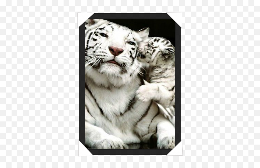 341 White Tiger And Cub - Her Attitude Is Savage But Her Heart Png,White Tiger Png