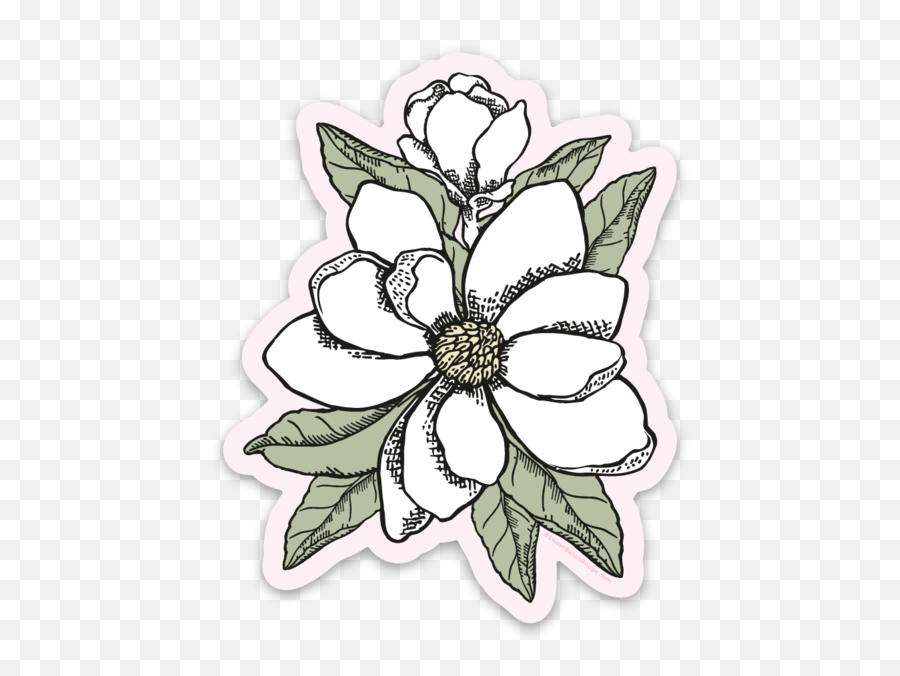 Southern Magnolia - Floral Png,Magnolia Png
