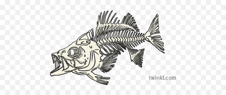 Fish Skeleton Illustration - Fishes Png,Fish Skeleton Png