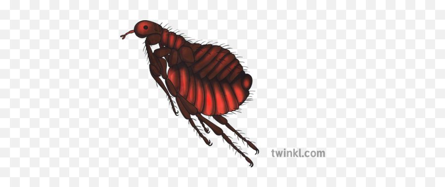 Flea Png Images - Cat Flea,Flea Png