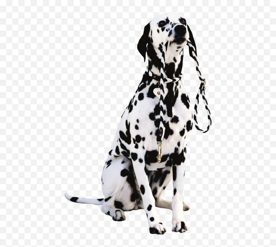 Dog Png High Quality 10 - Photo 5015 Transparent Image Social Intelligence For Kids,Dalmatian Png