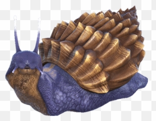 Achatina Dododex Ark Survival Evolv 2775217 - Png Ark Survival Evolved Achatina,Ark Png