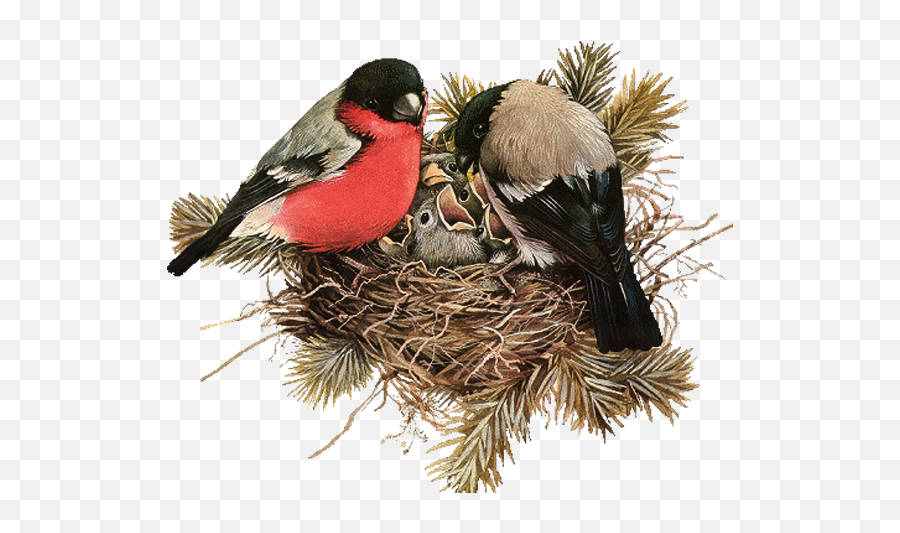 Nest Png File Download Free - Bird In Nest Png,Nest Png