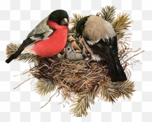 Nest Png File Download Free - Bird In Nest Png,Nest Png