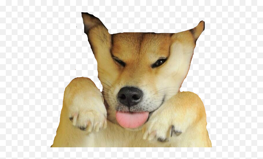 Doge Meme Png - Northern Breed Group,Doge Face Png