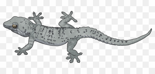 Gecko Clipart Lagartija Transparent Free - House Gecko Png,Gecko Png