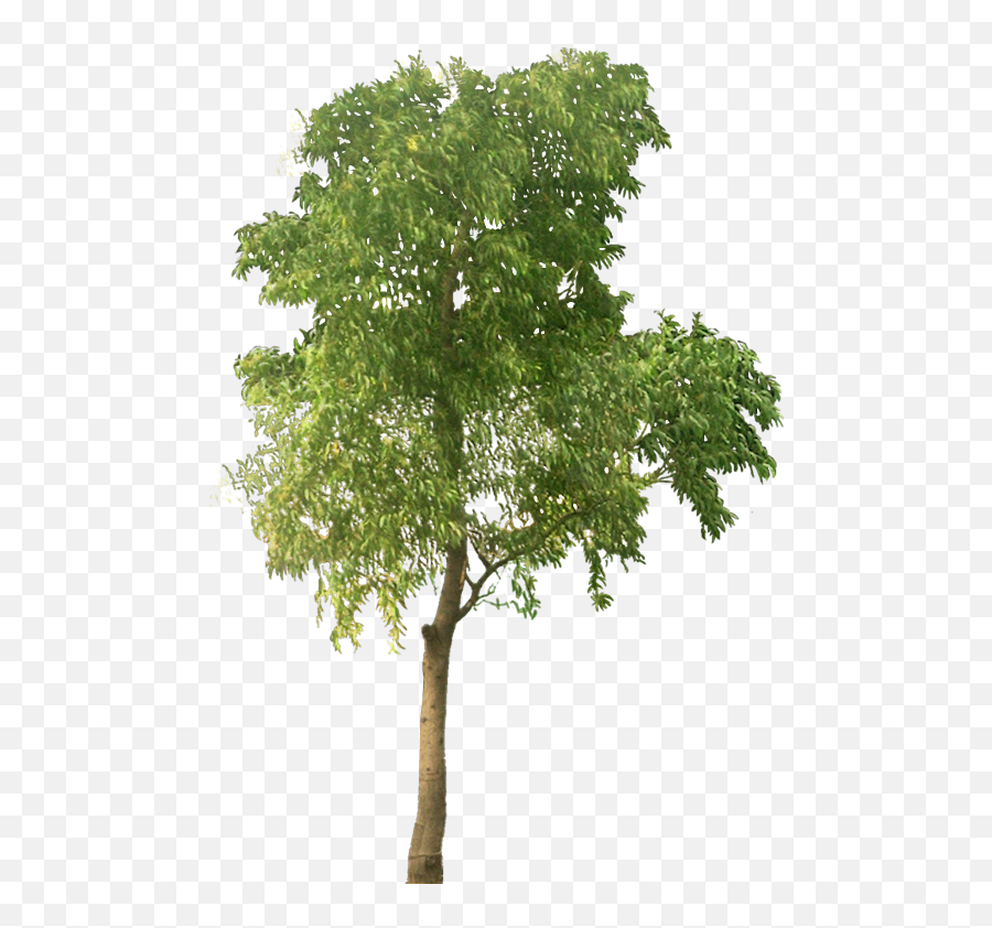 Tropical Plant Pictures Tree Acacia Auriculiformis - High Resolution Png Trees,Tropical Tree Png