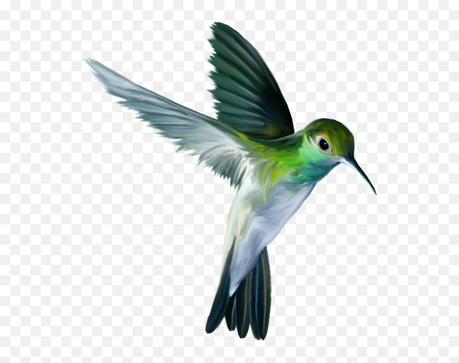 Photo - Hummingbird Png,Humming Bird Png
