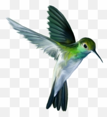 Photo - Hummingbird Png