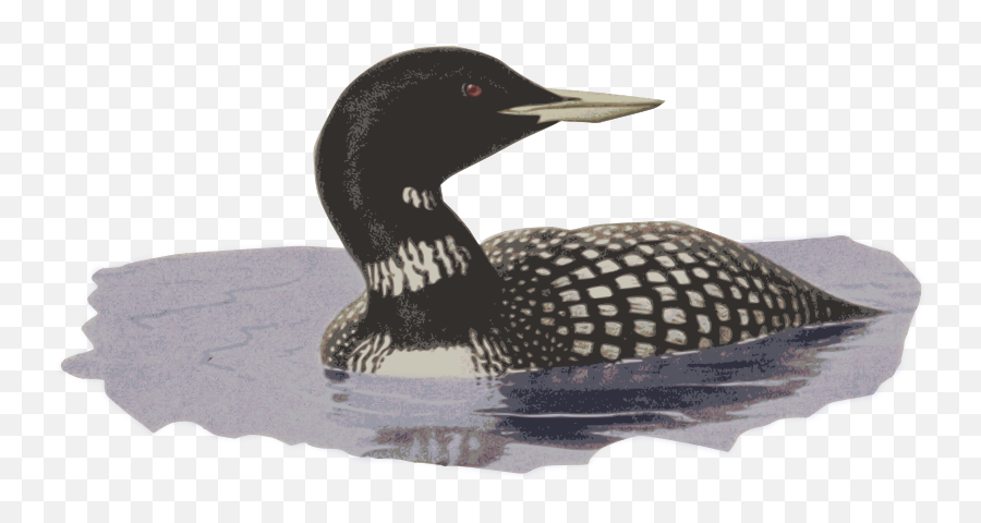 Openclipart - Clipping Culture Common Loon Png,Loon Icon