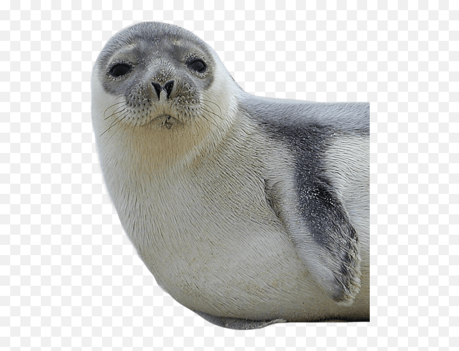 Seal Png 1 Image - Seal Animal Png,Seal Png