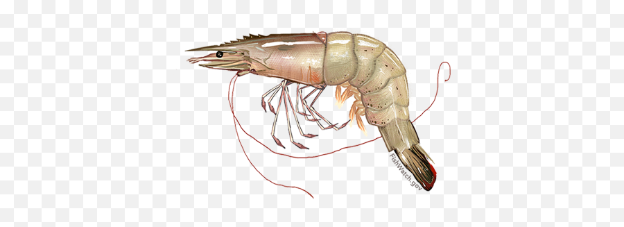 Shrimp Png Clipart Background Play - Gulf Shrimp Swimming,Shrimp Png