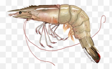 Shrimp Png Clipart Background Play - Gulf Shrimp Swimming,Shrimp Png