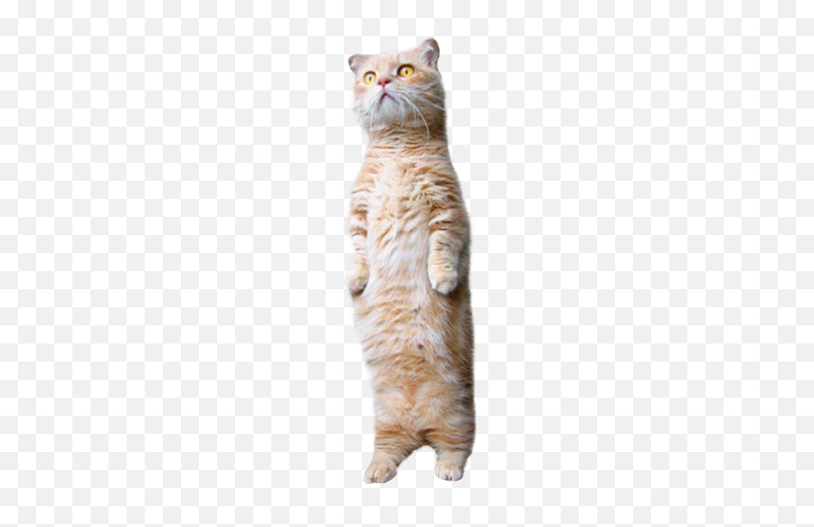 B3takit - Cat Standing Up Transparent Png,Transparent Memes