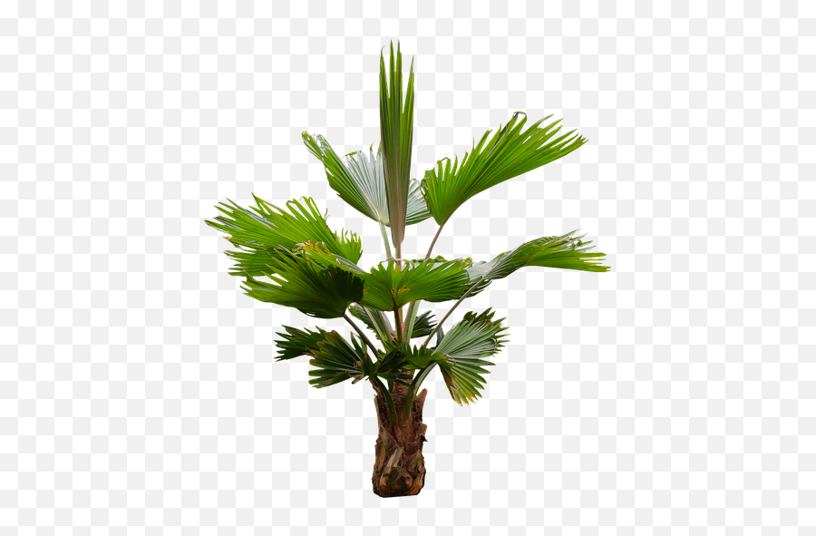 Palm Frond Png - Palm Trees,Palm Frond Png