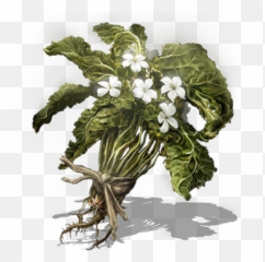 Budding Green Blossom Dark Souls Wiki Fandom - 3 png
