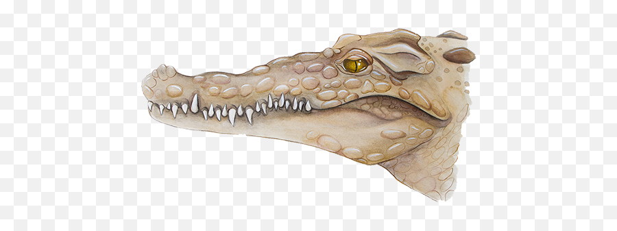Download American Crocodilecrocodylus Acutus - Nile Nile Crocodile Png,Crocodile Png
