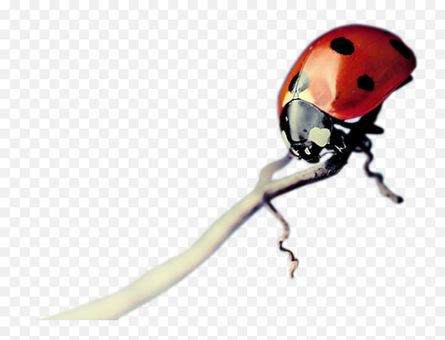Insects Png - 3 Kbytes Category F Ladybug 1558950 Portable Network Graphics,Insects Png
