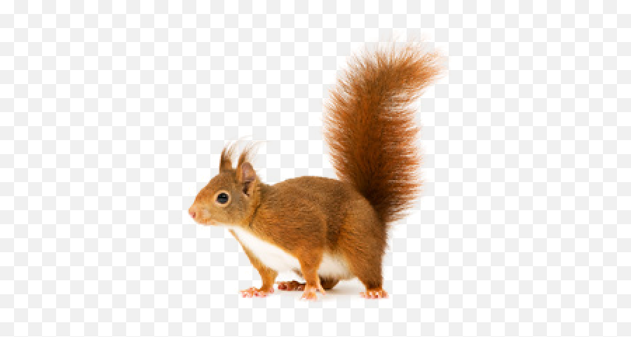 Squirrel Png Download Image - Red Squirrel Png,Squirrel Transparent Background