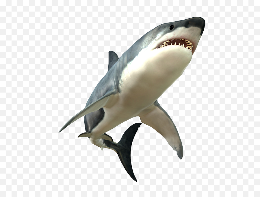 Png Images Transparent Free Download - Great White Shark Body,Shark Transparent Background