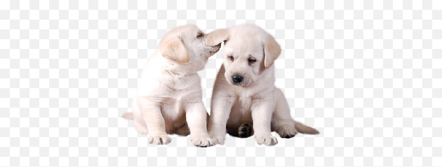 Two Cute White Puppies Png Picture - Dog Powerpoint Template Free Blue,Cute Puppy Png
