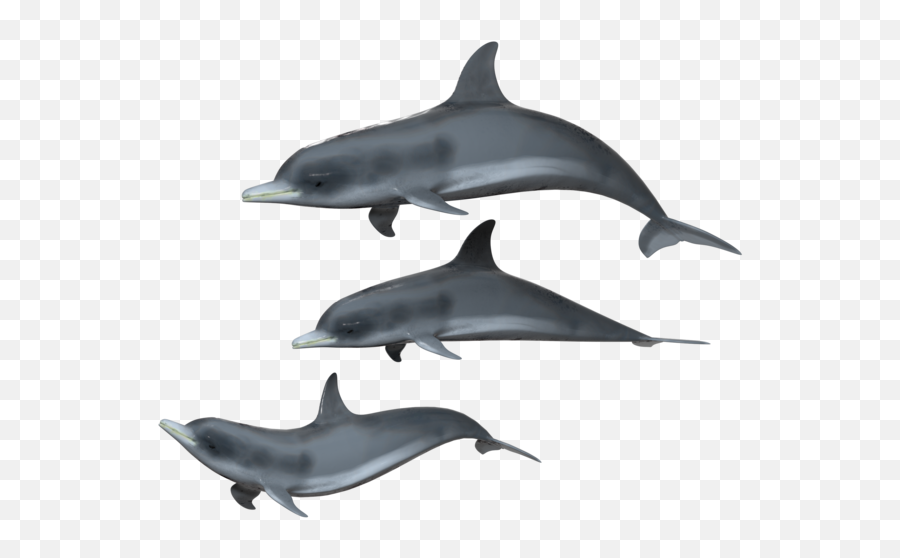 Png - Dolphin Group Transparent Background,Dolphin Transparent Background