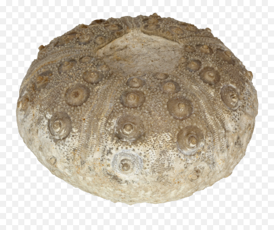 Sea Urchin - Artifact Png,Sea Urchin Png