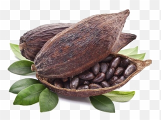 Cocoa Beans Transparent Png Mart - Cocoa Bean Transparent Background,Beans Png