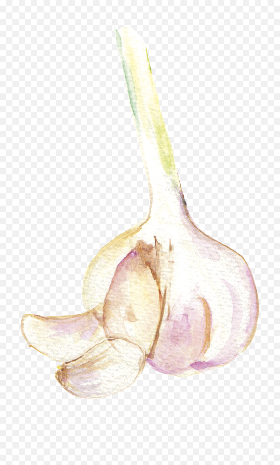 Garlic - Garlic Watercolor Png,Garlic Png