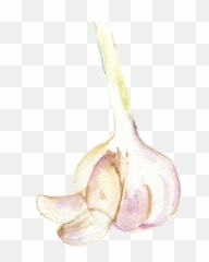 Garlic - Garlic Watercolor Png,Garlic Png