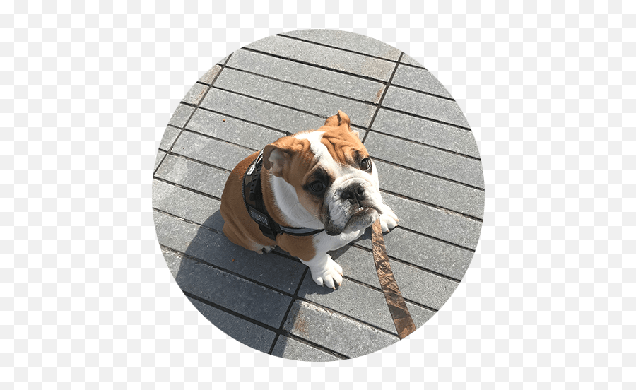 In - Home Dog Sitter Dog Boarding In Weehawken Nj Dog Australian Bulldog Png,Dog Sitting Png