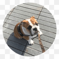 In - Home Dog Sitter Dog Boarding In Weehawken Nj Dog Australian Bulldog Png,Dog Sitting Png