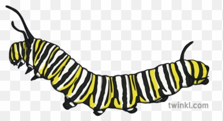 Monarch Butterfly Caterpillar Animal Habitat Nature Insect - Soft png