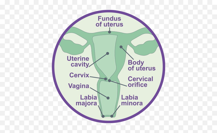 Female Reproductive System - Neuroendocrine Cancer Uk Language Png,Female Body Icon