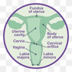 Female Reproductive System - Neuroendocrine Cancer UK Language png