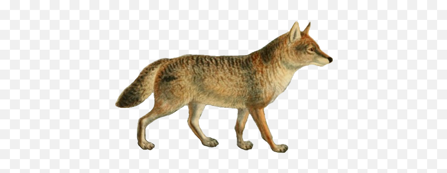 Dogs Jackals Wolves And Foxes - Jackal Png,Dogs Png